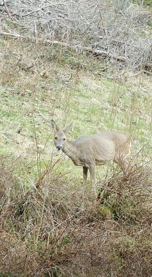 Ferienwohungen Im Kuchersbach Hornberg Zewnętrze zdjęcie