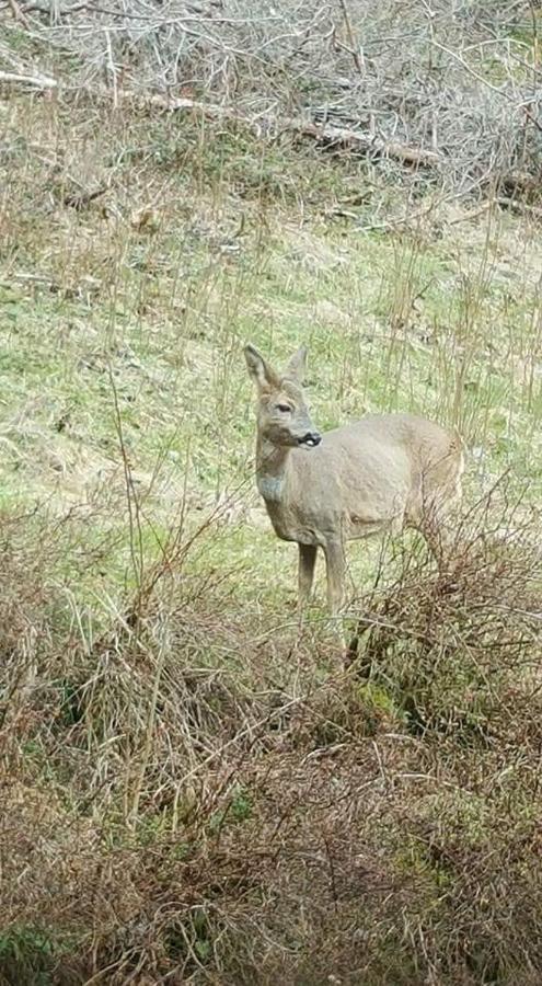 Ferienwohungen Im Kuchersbach Hornberg Zewnętrze zdjęcie